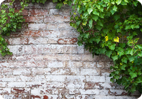 Premium Backdrops